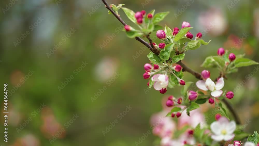 Delicate flowers of the apple tree in full bloom. A close-up parallax shot. Bokeh background. Delicate flowers of the apple tree in full bloom. A close-up parallax shot. Bokeh background.