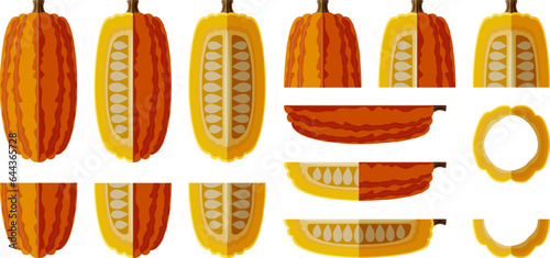Set with whole, half, quarter, slices of Delicata squash or Bohemian squash. Winter squash. Cucurbita pepo. Fruits and vegetables. Flat style. Isolated vector illustration.