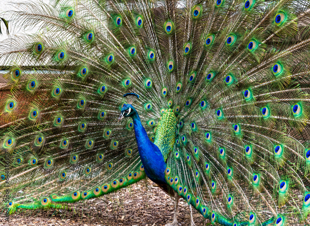 Obraz premium peacock with feathers displayed