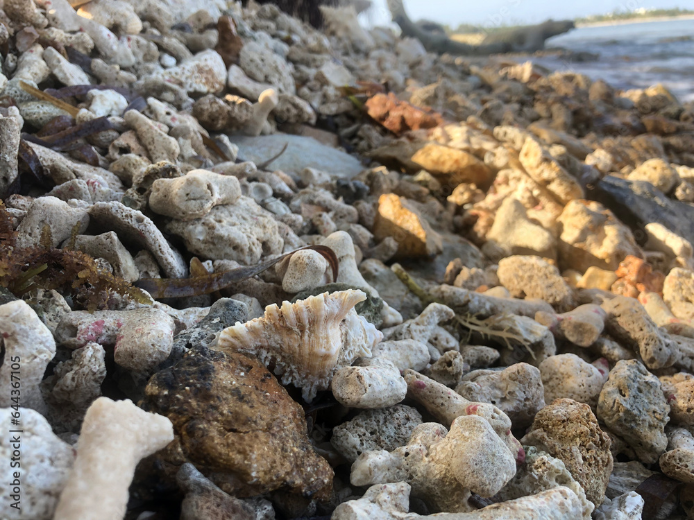 Shells and coal along the rocky beach Shells and coal along the rocky beach