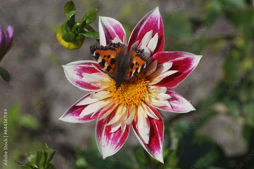 Obraz premium Closeup Small tortoiseshell (Aglais urticae), family Nymphalidae on dahlia 'fashion monger' flower. Family Asteraceae. Dutch garden. End Summer, September, Netherlands.