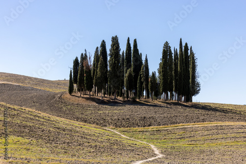  Iconic group of cypress trees in a field, near San Quirico,  Tuscany, Italy photo