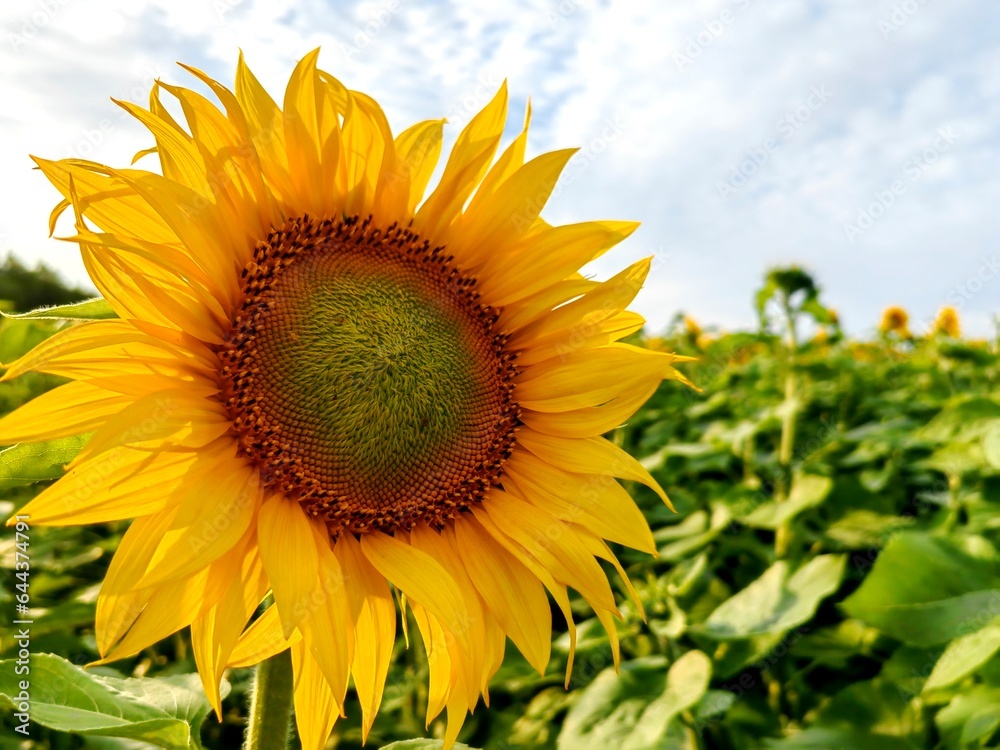 Yellow sunflower in a large field of sunflowers on a bright sunny day against a sky. Selectiv focus. High quality photo. For design. Nature. Summer background. Yellow sunflower in a large field of sunflowers on a bright sunny day against a sky. Selectiv focus. High quality photo. For design. Nature. Summer background.