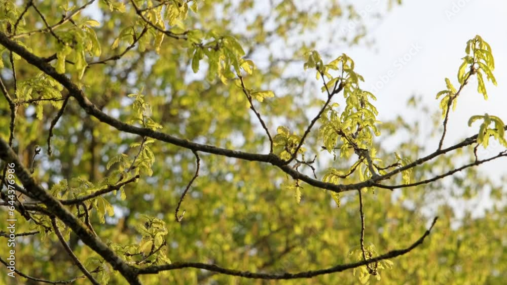 Oak tree branch during sunny spring evening with small leaves and other trees in the background. Oak tree branch during sunny spring evening with small leaves and other trees in the background.