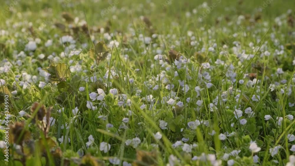 Small white spring flowers in grass lawn during sunny evening. Paning shot - to the left. Small white spring flowers in grass lawn during sunny evening. Paning shot - to the left.