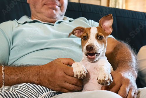 Funny Jack Russell terrier puppy sitting on the lap of middle-aged man and showing the teeths. Funny small white and brown dog spending time with owner at home. Dog education.
