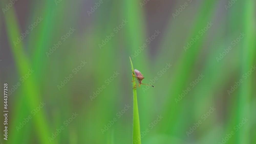 From fields to screens: Rice Stink Bug's impact on agriculture From fields to screens: Rice Stink Bug's impact on agriculture
