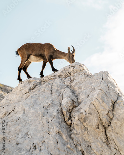 mountain goat on the rock