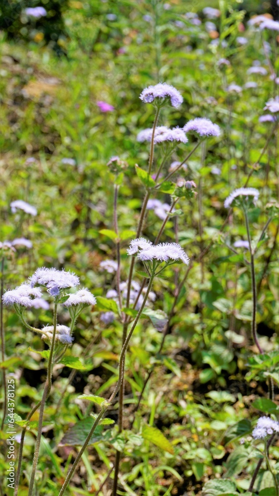 Portrait Flowers of Ageratum conyzoides also known as Tropical whiteweed, Billygoat plant, Goatweed, Bluebonnet, Bluetop, White Cap, Chick weed Portrait Flowers of Ageratum conyzoides also known as Tropical whiteweed, Billygoat plant, Goatweed, Bluebonnet, Bluetop, White Cap, Chick weed