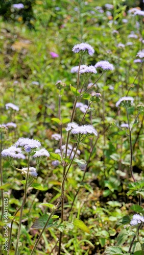 Portrait Flowers of Ageratum conyzoides also known as Tropical whiteweed, Billygoat plant, Goatweed, Bluebonnet, Bluetop, White Cap, Chick weed