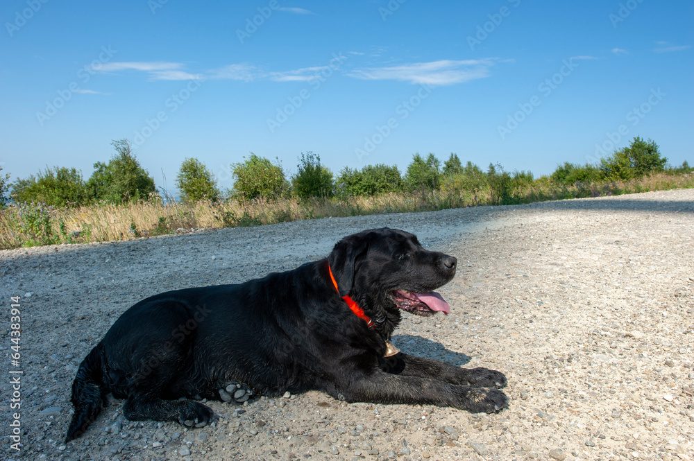 black labrador dog resting on the ground in fresh grass