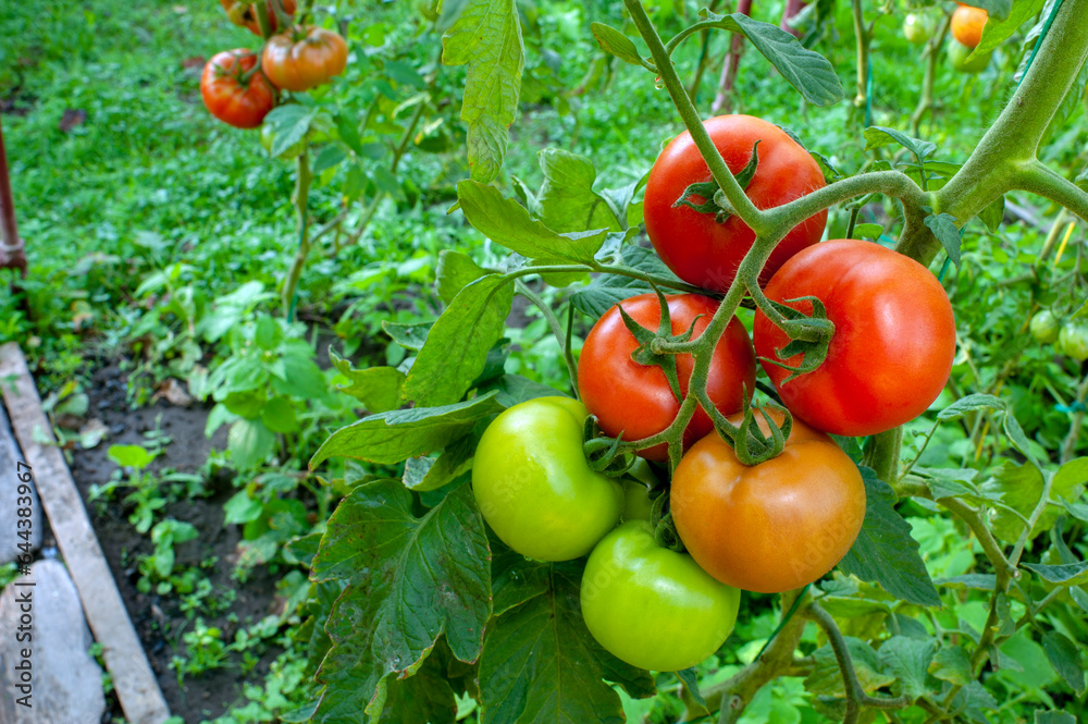 delicious and red tomatoes natural