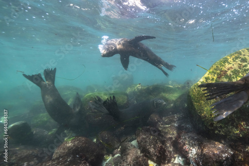 Marine life: California Sea Lion in the Pacific Ocean