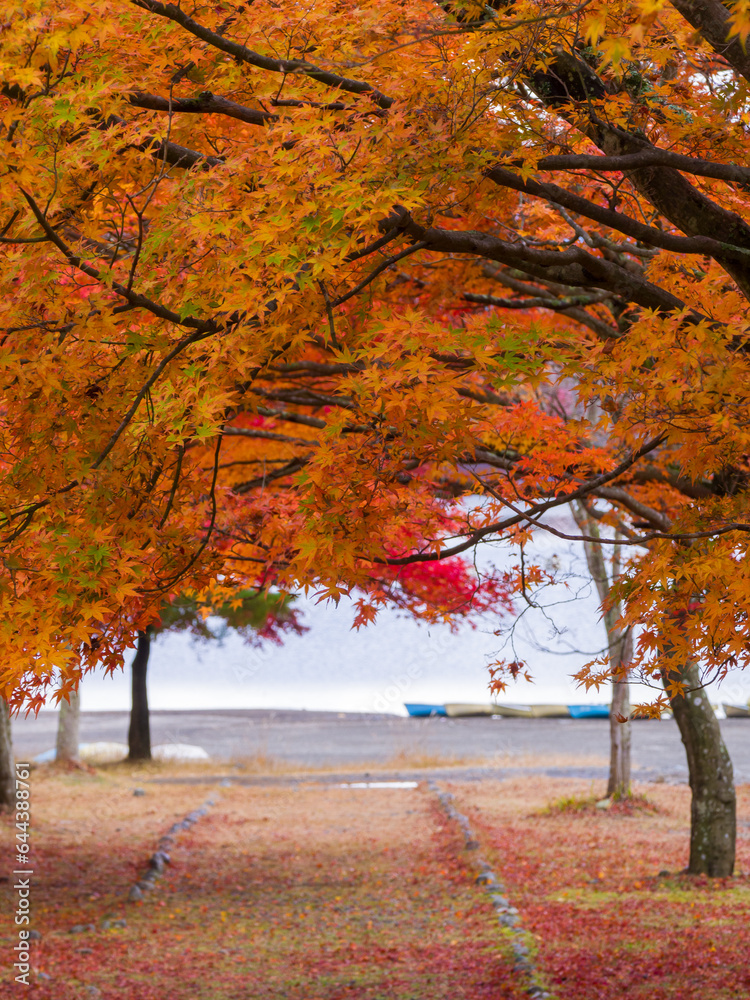 Autumn colour trees and a path leading to the lakeside (Lake Shoji, Yamanashi, Japan)