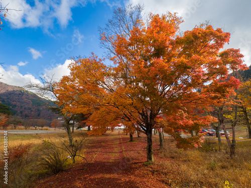 Autumn colour trees and a path leading to the lakeside (Lake Shoji, Yamanashi, Japan)