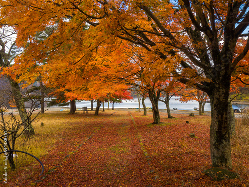 Autumn colour trees and a path leading to the lakeside  Lake Shoji  Yamanashi  Japan 