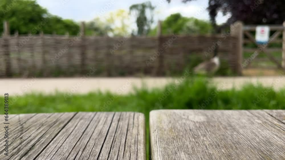 A Canada Goose is seen waddling along a footpath from a wooden bench in a nature reserve. A Canada Goose is seen waddling along a footpath from a wooden bench in a nature reserve.