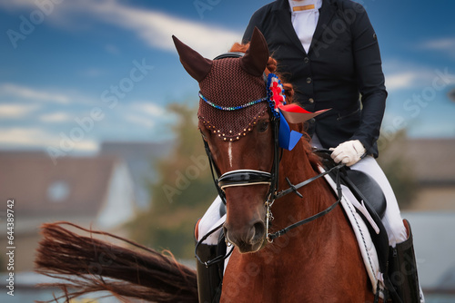 Dressage horse with double bridle and red ribbon on the lap of honor, head portraits from the front sharpness on the horse's head..