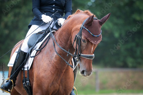 Dressage horse with curb during a dressage test, head portraits from the front sharpness on the horse's head. © RD-Fotografie