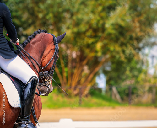 Dressage horse with double bridle with braided mane on the trot tour, view from behind with rider in the section, sharpness on the horse's head.