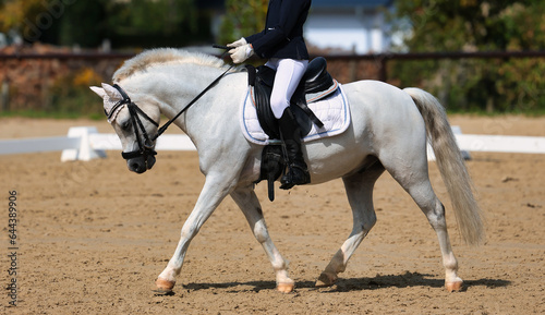 Dressage horse pony white photographed from the side with a young rider in a dressage test at a walk...