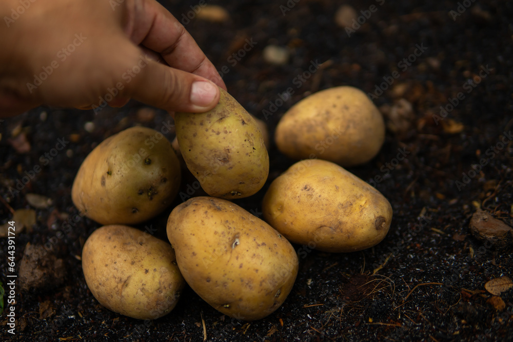 Close up hand harvesting potato Close up hand harvesting potato