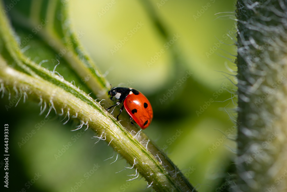 Lady bug (Coccinellidae) is a widespread family of small beetles. Macro close up of popular insectand lucky charm with red wings and black dots on a hairy leaf of a summer flower. Lady bug (Coccinellidae) is a widespread family of small beetles. Macro close up of popular insectand lucky charm with red wings and black dots on a hairy leaf of a summer flower.