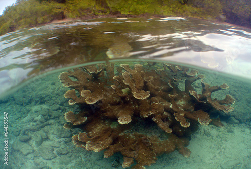 Fototapeta Naklejka Na Ścianę i Meble -  a coral reef in the crystal clear waters of the caribbean sea