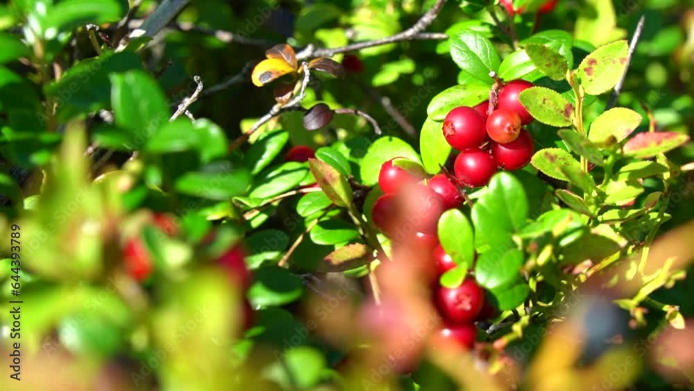 Berries of cowberry on sunny forest in summer Berries of cowberry on sunny forest in summer