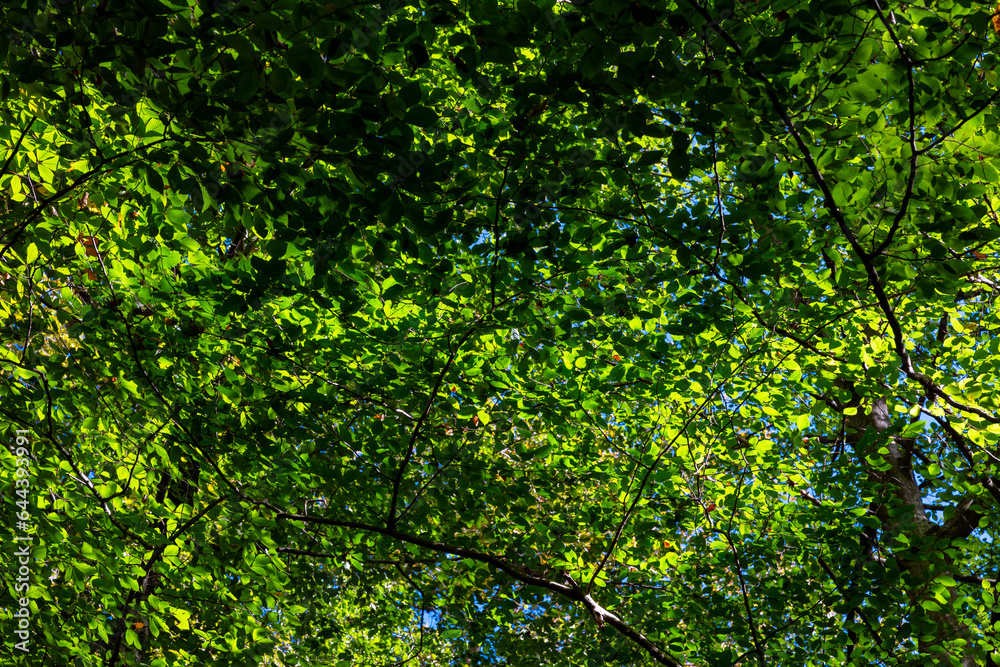 Green leaves on the trees in full frame view. Carbon net zero background photo Green leaves on the trees in full frame view. Carbon net zero background photo
