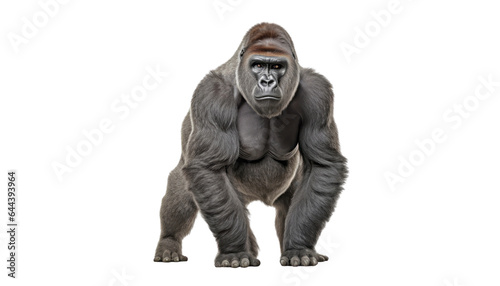 gorilla isolated on transparent background cutout