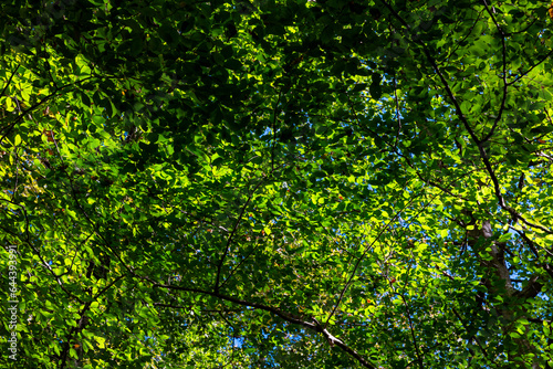 Green leaves on the trees in full frame view. Carbon net zero background photo