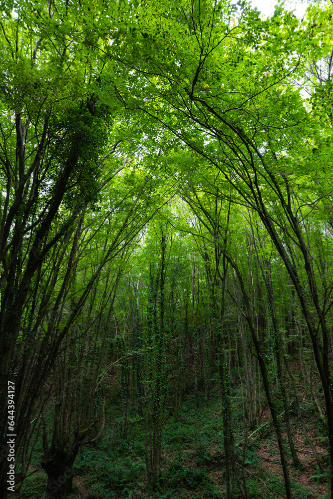 Naklejka premium Lush green forest view. Carbon neutrality concept vertical background photo