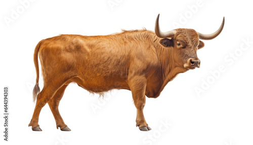 brown cow isolated on transparent background cutout