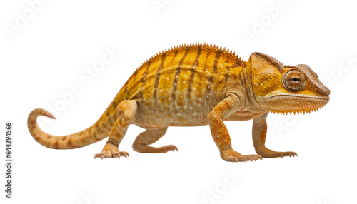 yellow chameleon isolated on transparent background cutout © Papugrat
