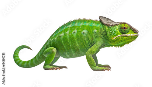 green chameleon isolated on transparent background cutout