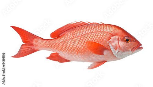 red fish isolated on transparent background cutout