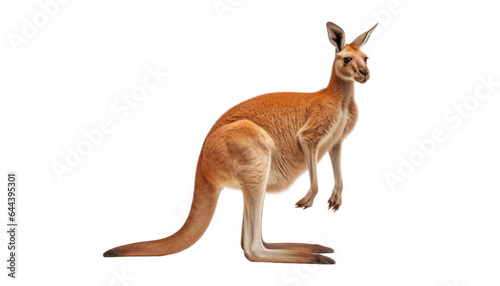 kangaroo isolated on transparent background cutout