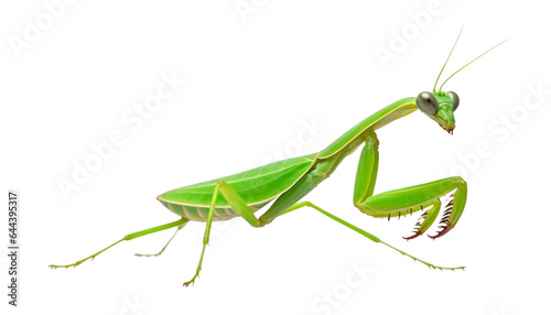 green praying mantis isolated on transparent background cutout