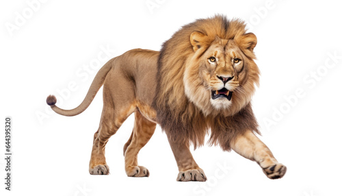 lion walking isolated on transparent background cutout
