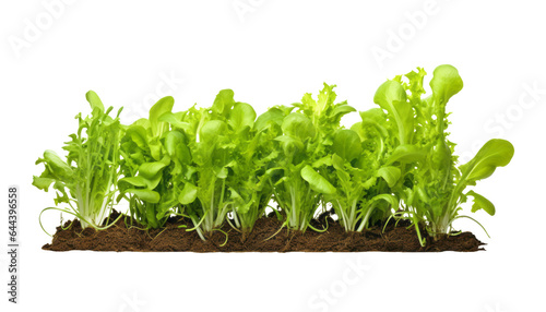 fresh green salad lettuce isolated on transparent background cutout