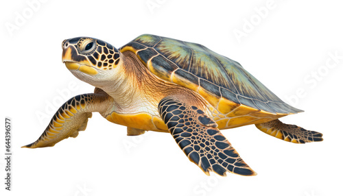 sea turtle isolated on transparent background cutout