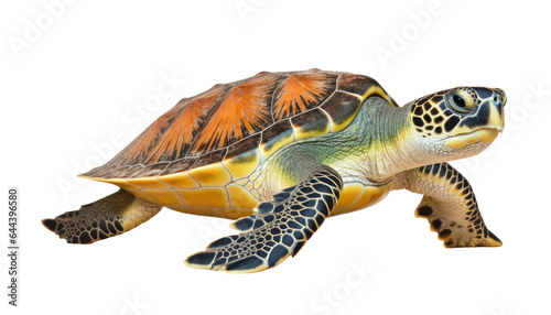 sea turtle isolated on transparent background cutout