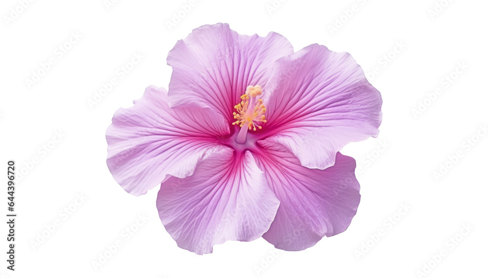 pink hibiscus flower isolated on transparent background cutout