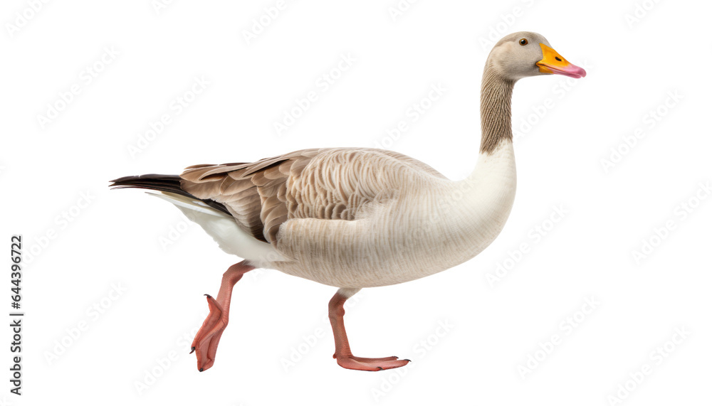 walk duck isolated on transparent background cutout walk duck isolated on transparent background cutout