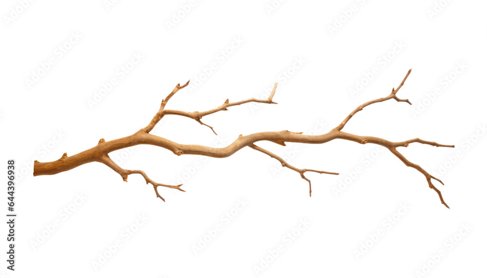 branch isolated on transparent background cutout