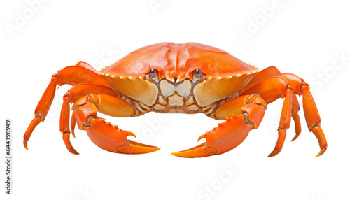 orange crab isolated on transparent background cutout