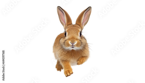 jump rabbit isolated on transparent background cutout © Papugrat