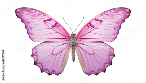 pink butterfly isolated on transparent background cutout © Papugrat