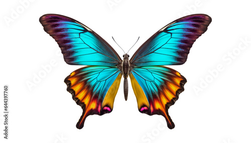 blue orange butterfly isolated on transparent background cutout